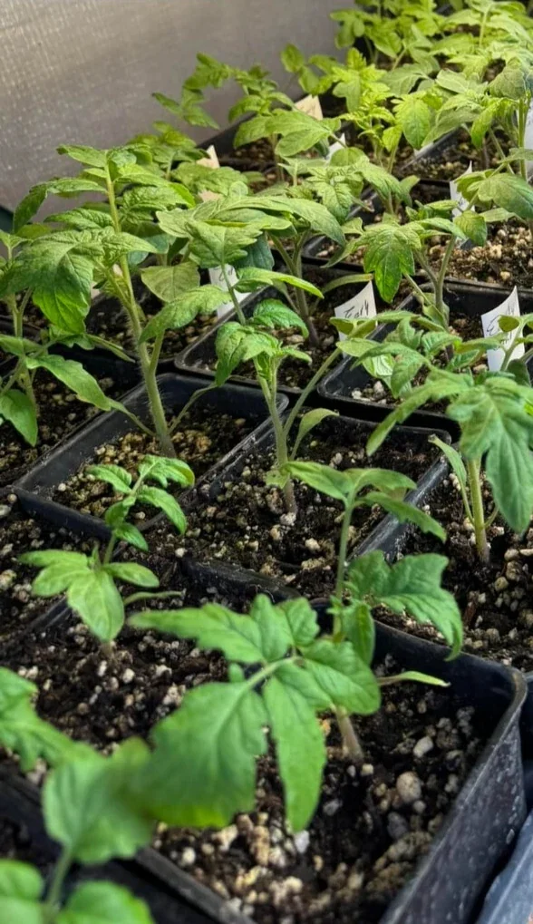 25 Organic Red Beefsteak Tomato Heirloom Seeds for Salad & Canning - Image 7