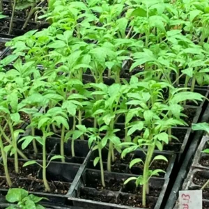 25 Organic Red Beefsteak Tomato Heirloom Seeds for Salad & Canning - Image 8