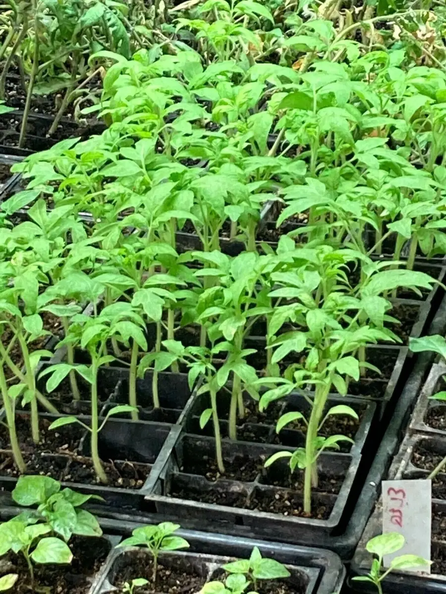 25 Organic Red Beefsteak Tomato Heirloom Seeds for Salad & Canning - Image 8