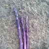 25 Pacific Purple Asparagus Crowns – 2-Year Bare Root Plants – Sweet Gourmet Variety – Outdoor Planting - Image 1