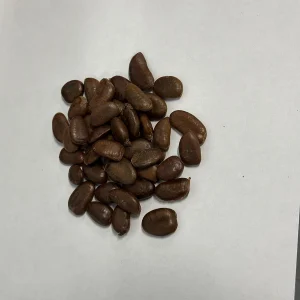 25 Paw Paw Tree Seeds - Asimina triloba Organic Edible Fruit Tree - Image 2