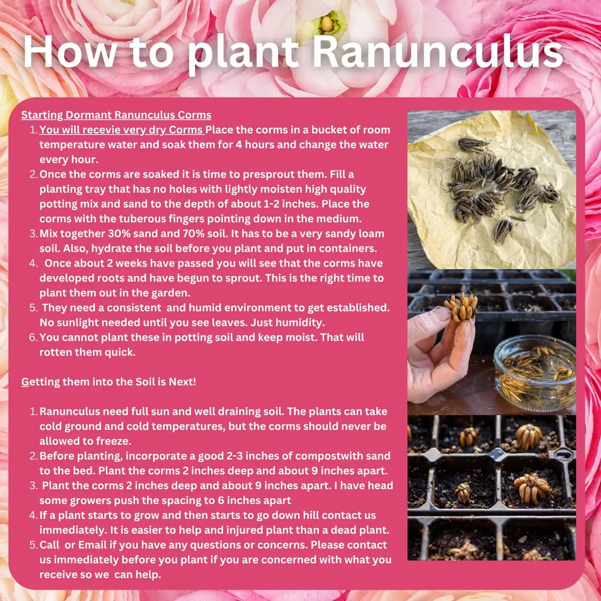 25 Ranunculus Mixed Shade Flower Bulbs - Jumbo Size for Vibrant Blooms - Image 2