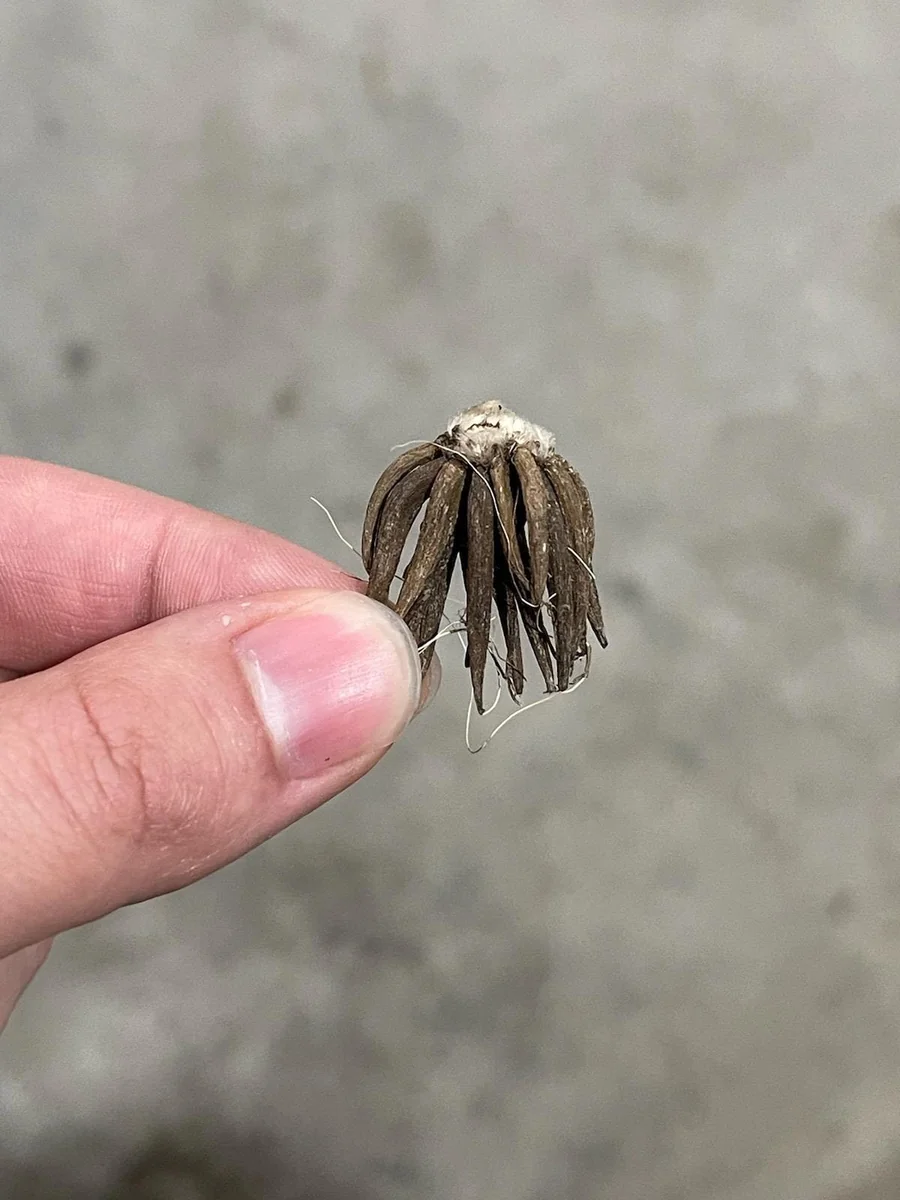 25 Ranunculus Mixed Shade Flower Bulbs - Jumbo Size for Vibrant Blooms - Image 5