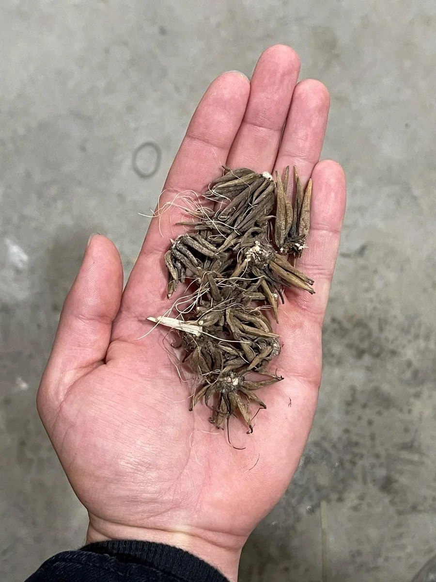 25 Ranunculus Mixed Shade Flower Bulbs - Jumbo Size for Vibrant Blooms - Image 6