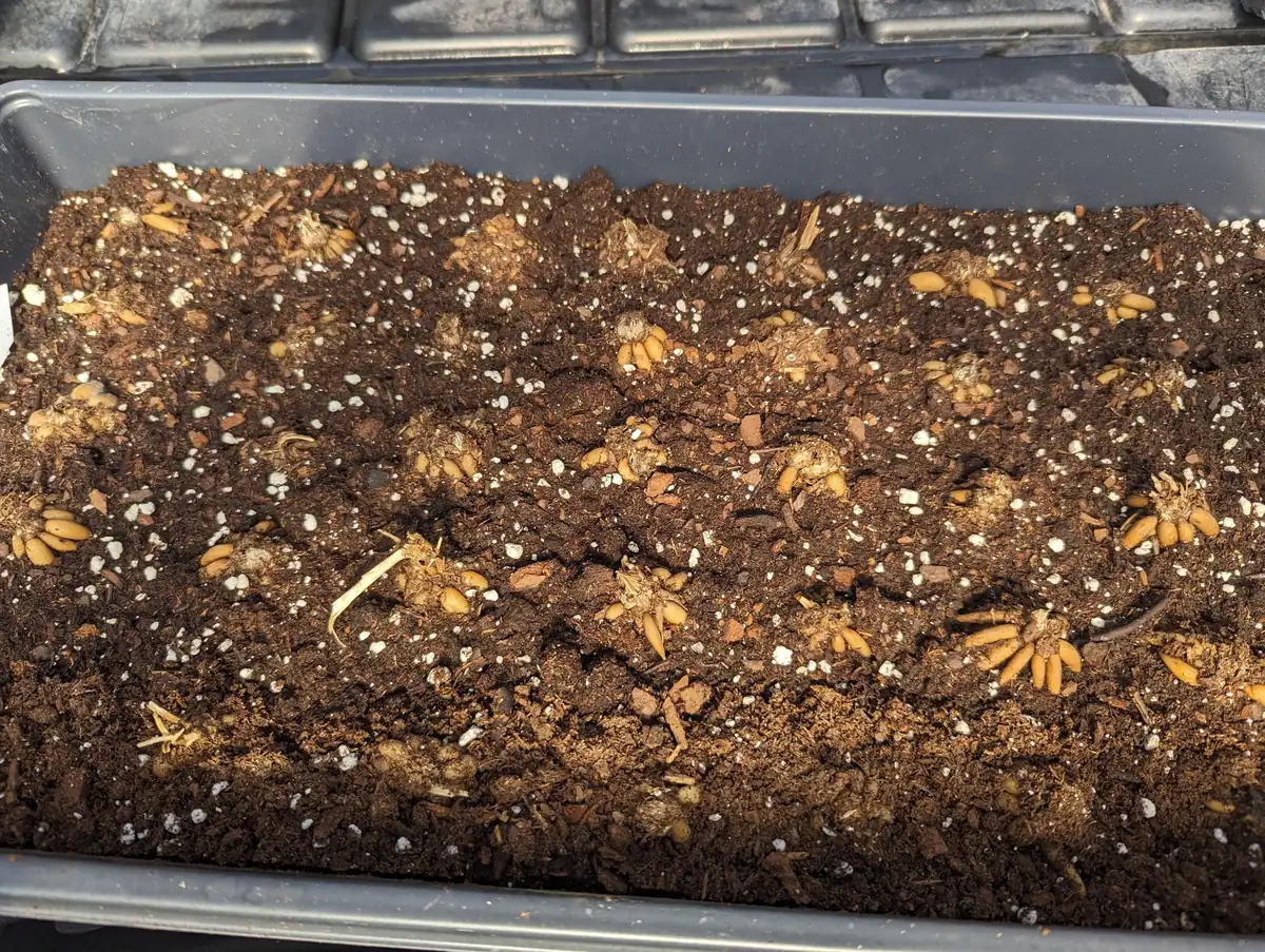 25 Ranunculus Mixed Shade Flower Bulbs - Jumbo Size for Vibrant Blooms - Image 7