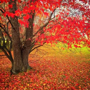 25+ Red Maple Tree Seeds (Acer rubrum) - Fast Growing Deciduous Perennial Outdoor - Image 2