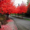 25+ Red Maple Tree Seeds (Acer rubrum) - Fast Growing Deciduous Perennial Outdoor - Image 1