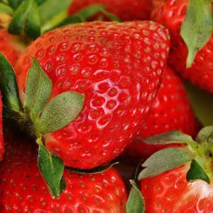 25 San Andreas Strawberry Plants - Everbearing Bare Root Live Plants - Large, Sweet Berries - Image 1