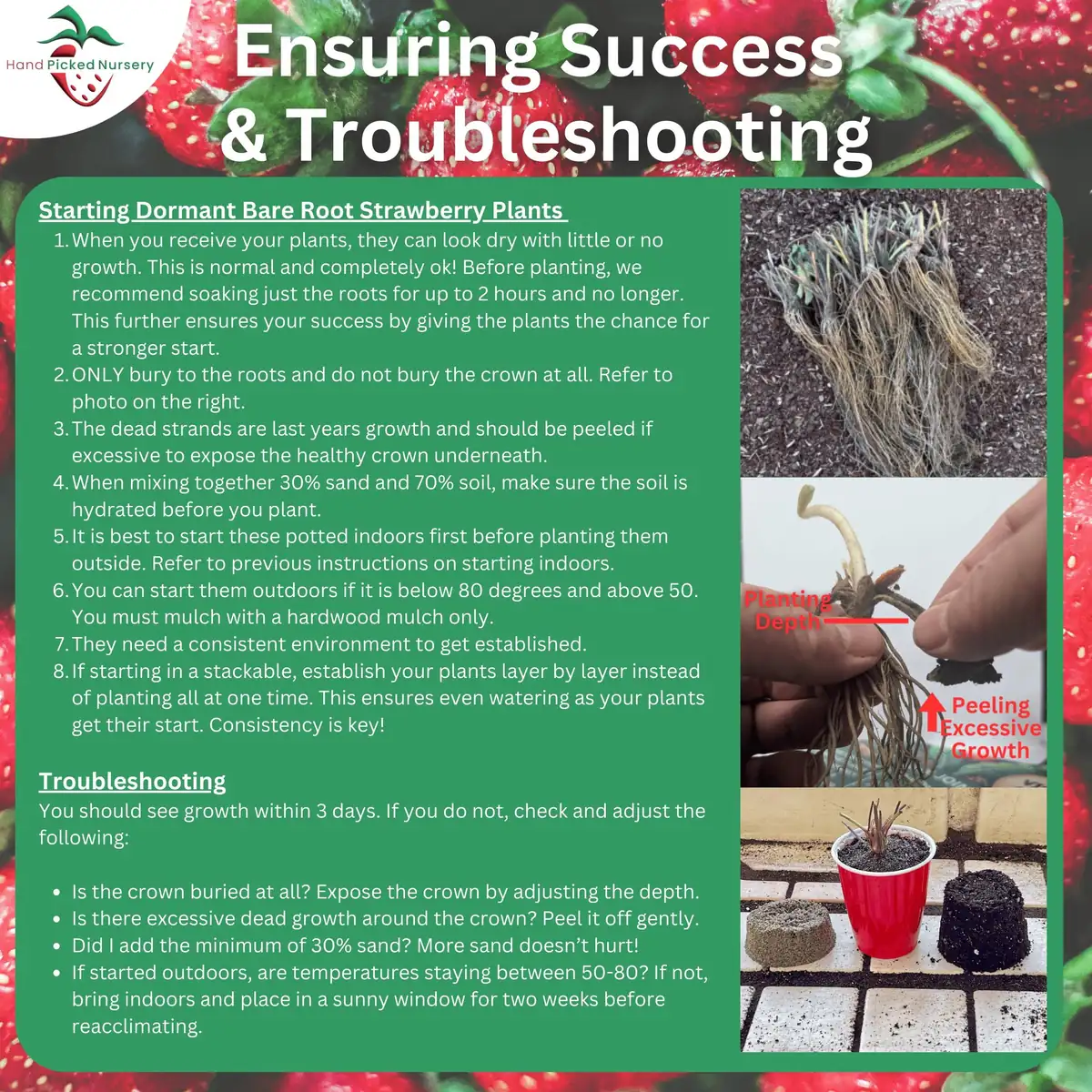 25 San Andreas Strawberry Plants - Everbearing Bare Root Live Plants - Large, Sweet Berries - Image 5