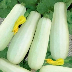 25 Trieste White Zucchini Squash Seeds - Non-GMO Vegetable Seeds for Garden - Image 1