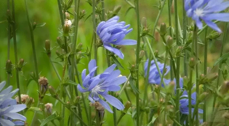 250+ Chicory Seeds Cichorium intybus – Non-GMO Italian Dandelion Herb Perennial - Image 2