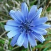 250+ Chicory Seeds Cichorium intybus – Non-GMO Italian Dandelion Herb Perennial - Image 1