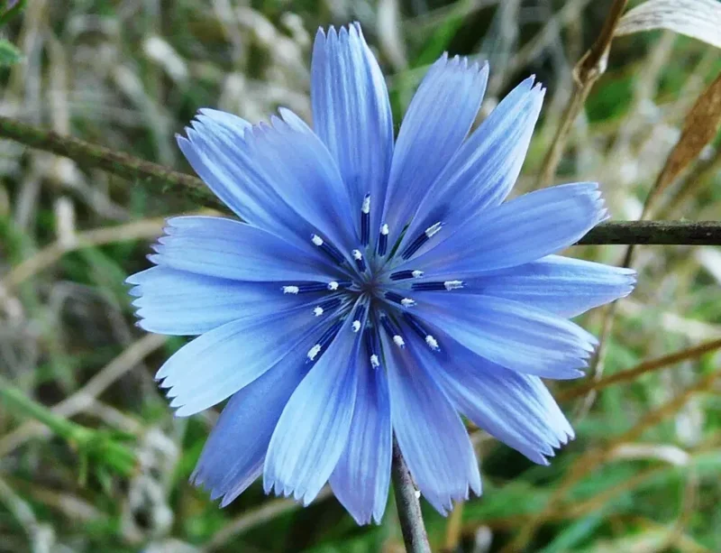 250+ Chicory Seeds Cichorium intybus – Non-GMO Italian Dandelion Herb Perennial - Image 1