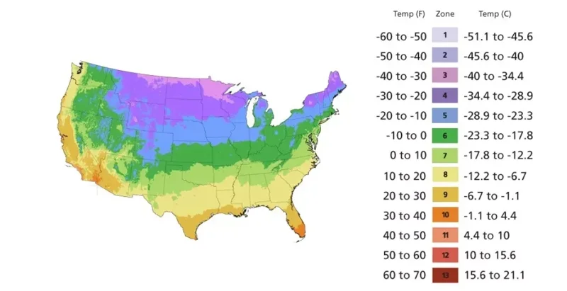 250 Stevia Seeds - Sweetleaf Herb Plant Seeds for Natural Sugar Substitute - Image 3