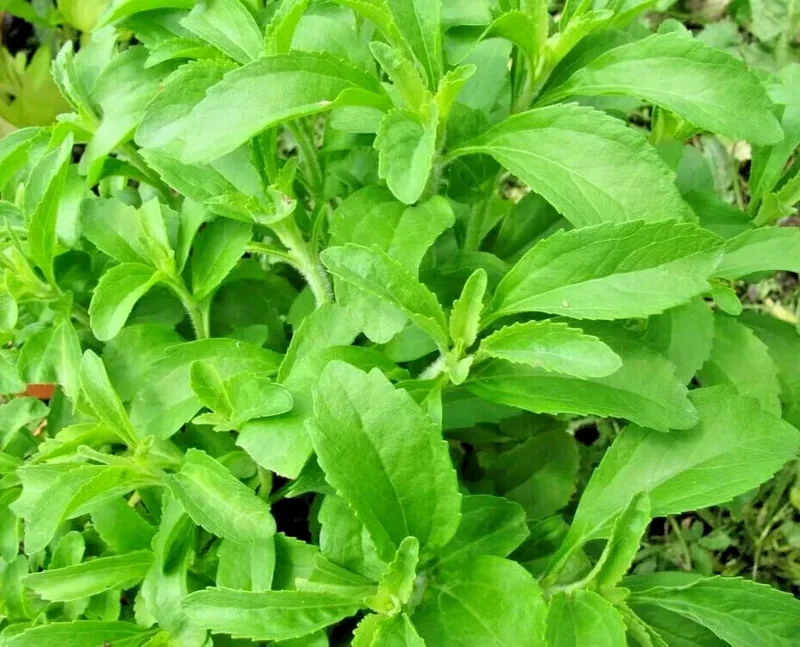 250 Stevia Seeds - Sweetleaf Herb Plant Seeds for Natural Sugar Substitute - Image 1