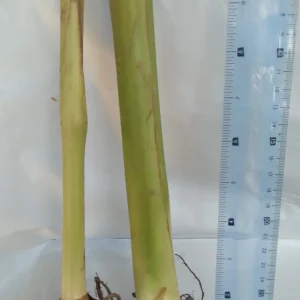 2x Canna Lily Rhizomes - Red Flowering Bulb for Outdoor Gardens - Image 2