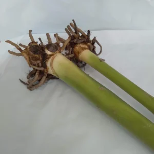 2x Canna Lily Rhizomes - Red Flowering Bulb for Outdoor Gardens - Image 3