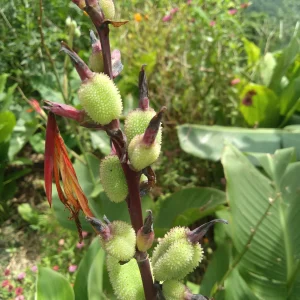 2x Canna Lily Rhizomes - Red Flowering Bulb for Outdoor Gardens - Image 4