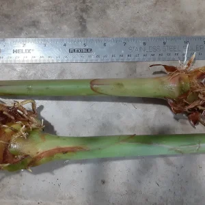 2x Hedychium Pink Butterfly Ginger Rhizomes - Tropical Flower Bulbs - Image 2