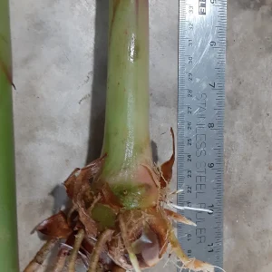 2x Hedychium Pink Butterfly Ginger Rhizomes - Tropical Flower Bulbs - Image 3