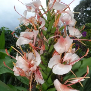 2x Hedychium Pink Butterfly Ginger Rhizomes - Tropical Flower Bulbs - Image 1