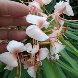 2x Hedychium Pink Butterfly Ginger Rhizomes - Tropical Flower Bulbs - Image 4