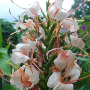 2x Hedychium Pink Butterfly Ginger Rhizomes - Tropical Flower Bulbs - Image 5