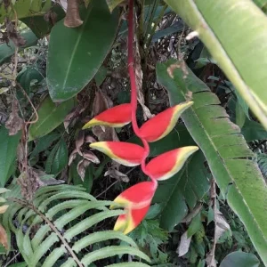 2x Heliconia Rostrata Rhizomes - Live False Bird of Paradise Plant - Image 3