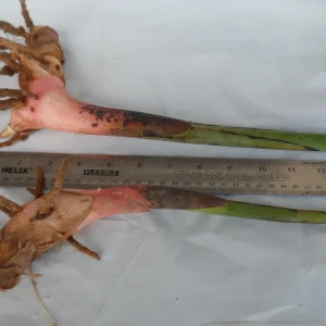 2x Heliconia Rostrata Rhizomes - Live False Bird of Paradise Plant - Image 4