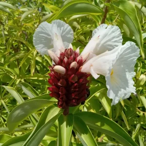 2x Malay Ginger Rhizomes with Stalk - Costus Speciosus Live Plant - Image 1
