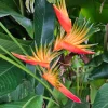 2x Orange Heliconia Rhizomes - Psittacorum x Spathocicinata - Tropical Live Plant - Image 1