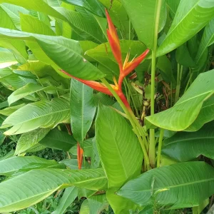 2x Orange Heliconia Rhizomes - Psittacorum x Spathocicinata - Tropical Live Plant - Image 4