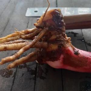 2x Orange Heliconia Rhizomes - Psittacorum x Spathocicinata - Tropical Live Plant - Image 5