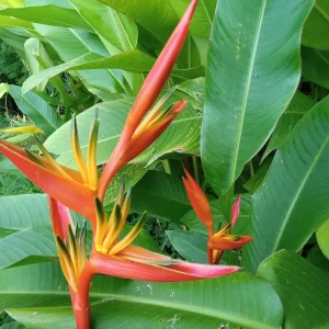 2x Orange Heliconia Rhizomes - Psittacorum x Spathocicinata - Tropical Live Plant - Image 6