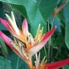 2X Orange Multi-Color Heliconia Rhizomes - Tropical Live Plant, 10 inch stock, Exotic Flowers - Image 1