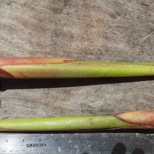 2X Orange Multi-Color Heliconia Rhizomes - Tropical Live Plant, 10 inch stock, Exotic Flowers - Image 2