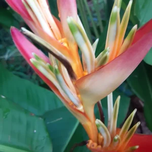 2X Orange Multi-Color Heliconia Rhizomes - Tropical Live Plant, 10 inch stock, Exotic Flowers - Image 3
