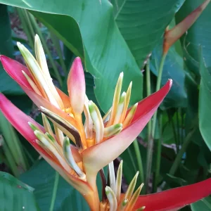 2X Orange Multi-Color Heliconia Rhizomes - Tropical Live Plant, 10 inch stock, Exotic Flowers - Image 1