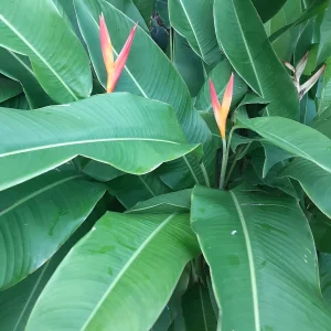 2X Orange Multi-Color Heliconia Rhizomes - Tropical Live Plant, 10 inch stock, Exotic Flowers - Image 4