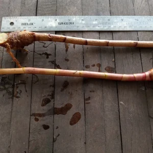 2x Red Button Ginger Live Plant - Costus Woodsonii - Shade Loving Tropical - Image 2