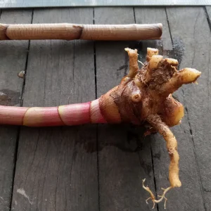 2x Red Button Ginger Live Plant - Costus Woodsonii - Shade Loving Tropical - Image 4