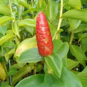 2x Red Button Ginger Live Plant - Costus Woodsonii - Shade Loving Tropical - Image 5