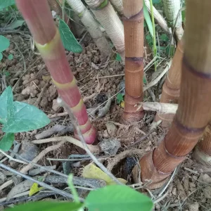 2x Red Button Ginger Live Plant - Costus Woodsonii - Shade Loving Tropical - Image 6