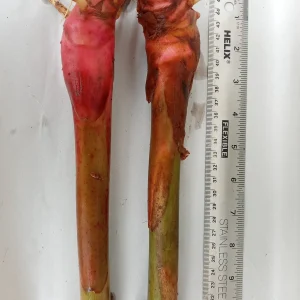 2x Renealmia Alpinia Ginger Rhizomes - Live Plant, Shade Loving, Edible Leaves - Image 2