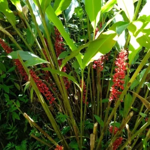2x Renealmia Alpinia Ginger Rhizomes - Live Plant, Shade Loving, Edible Leaves - Image 1