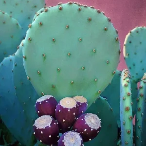 2x Spineless Prickly Pear Cactus Cuttings - Edible, Ready to Plant - Image 3