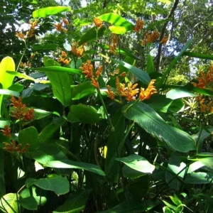2x Stromanthe Jacquinii Heliconia Rhizomes - Exotic Yellow Tropical Plant - Image 2