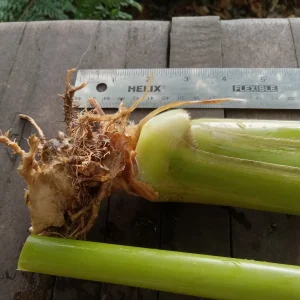 2x Stromanthe Jacquinii Heliconia Rhizomes - Exotic Yellow Tropical Plant - Image 4