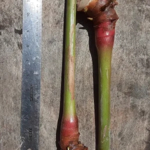 2x Yellow Butterfly Ginger Rhizomes - Fragrant Tropical Live Plant with Stalks - Image 2