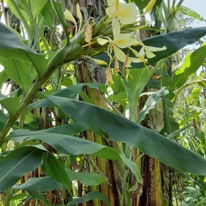 2x Yellow Butterfly Ginger Rhizomes - Fragrant Tropical Live Plant with Stalks - Image 3